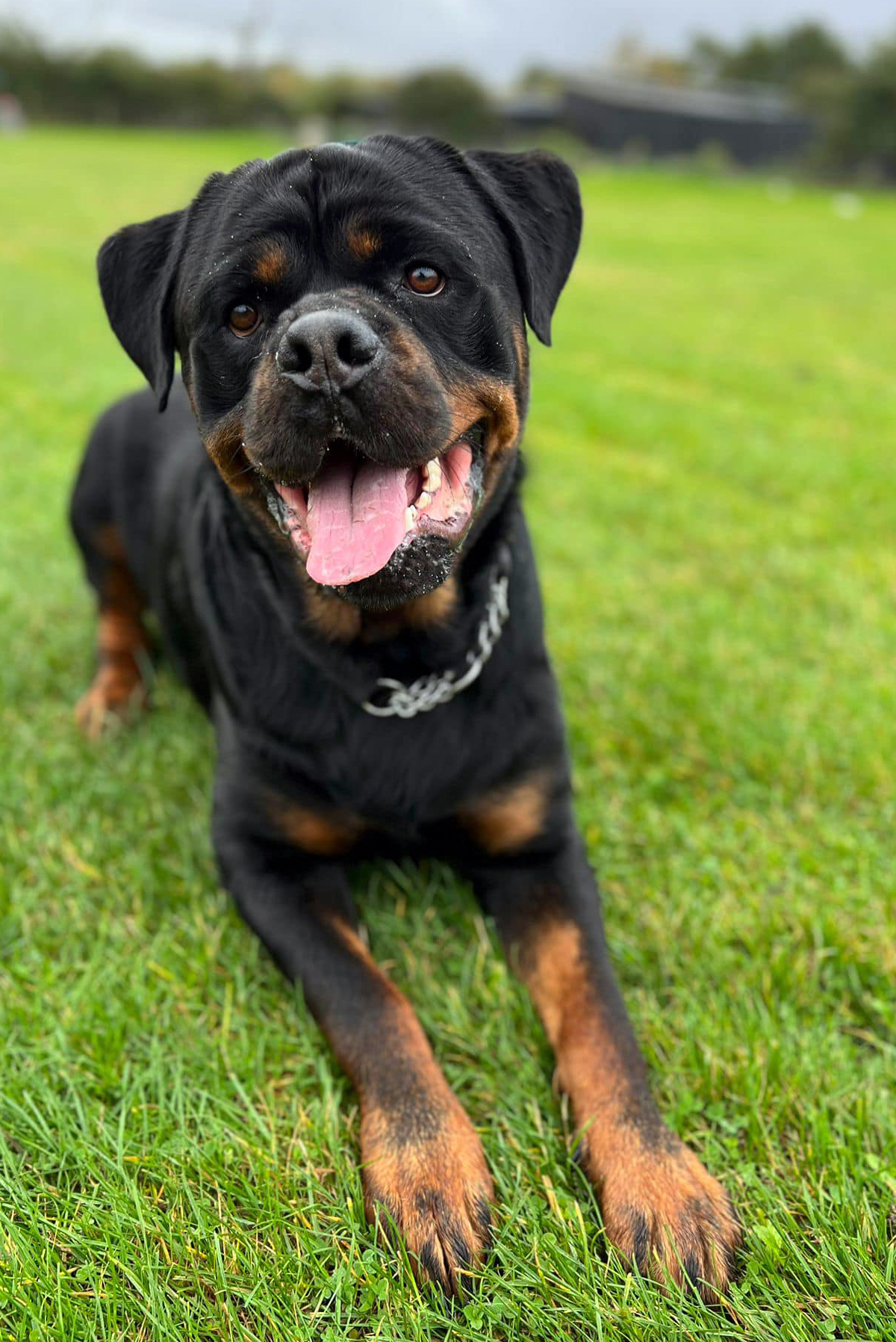 Reg